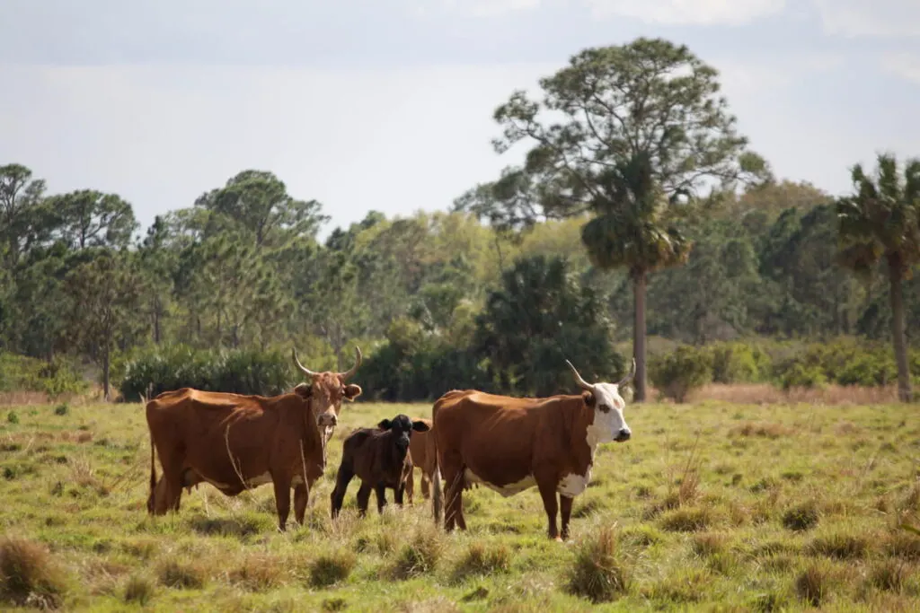 Florida Cracker Cattle In Indiantown Florida Ss220515 1024x683 .webp