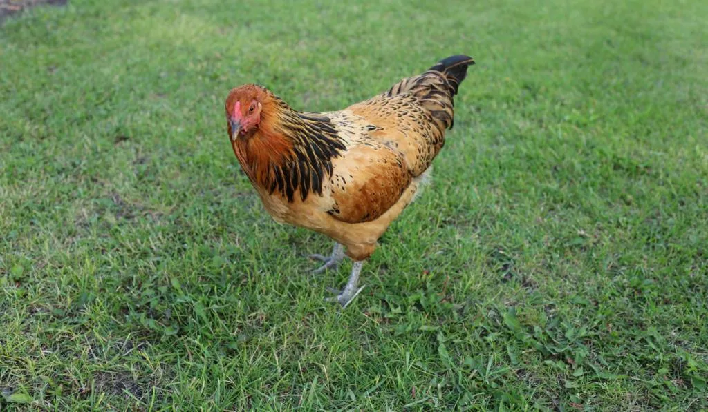 Free range chickens, Easter Egger breed
