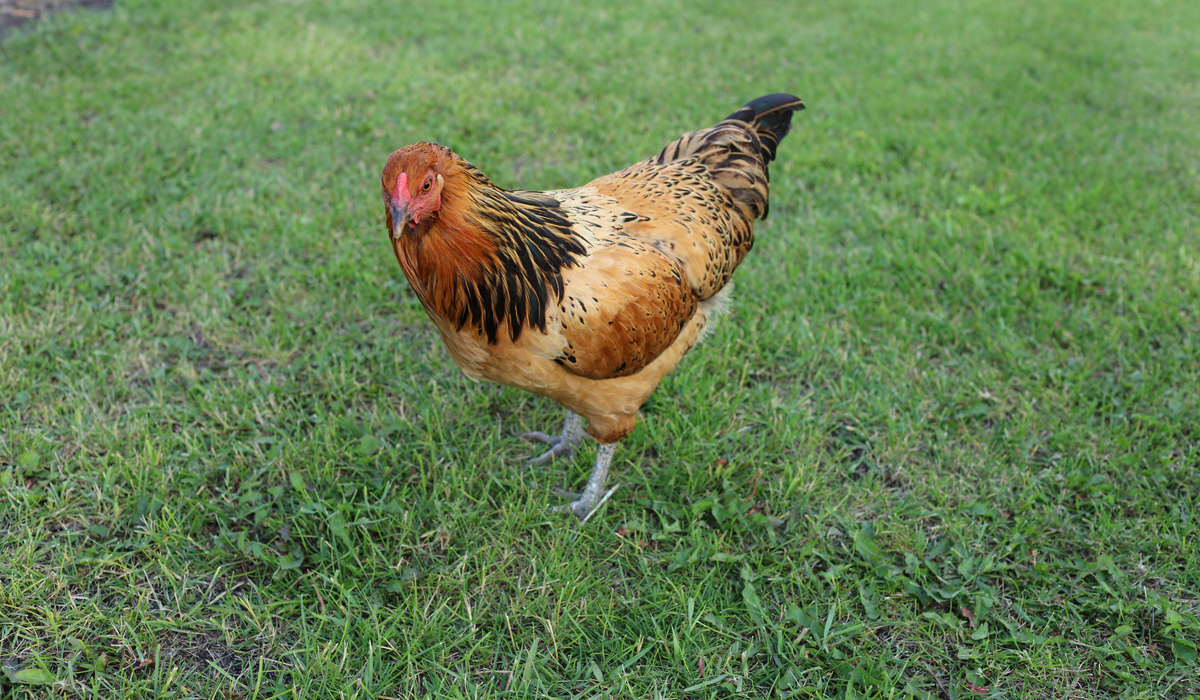 9 Best Chicken Breeds For Hot Climates Farmhouse Guide