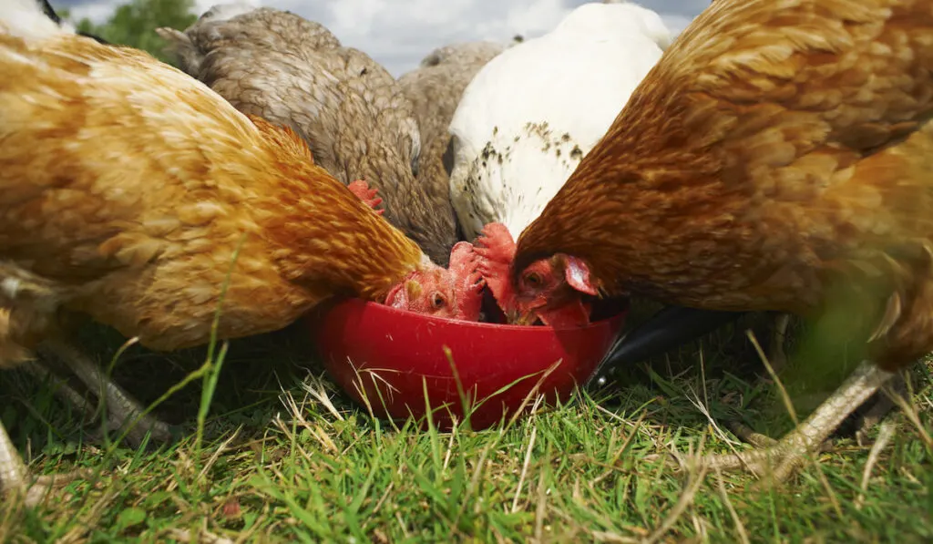 Free range chickens feeding