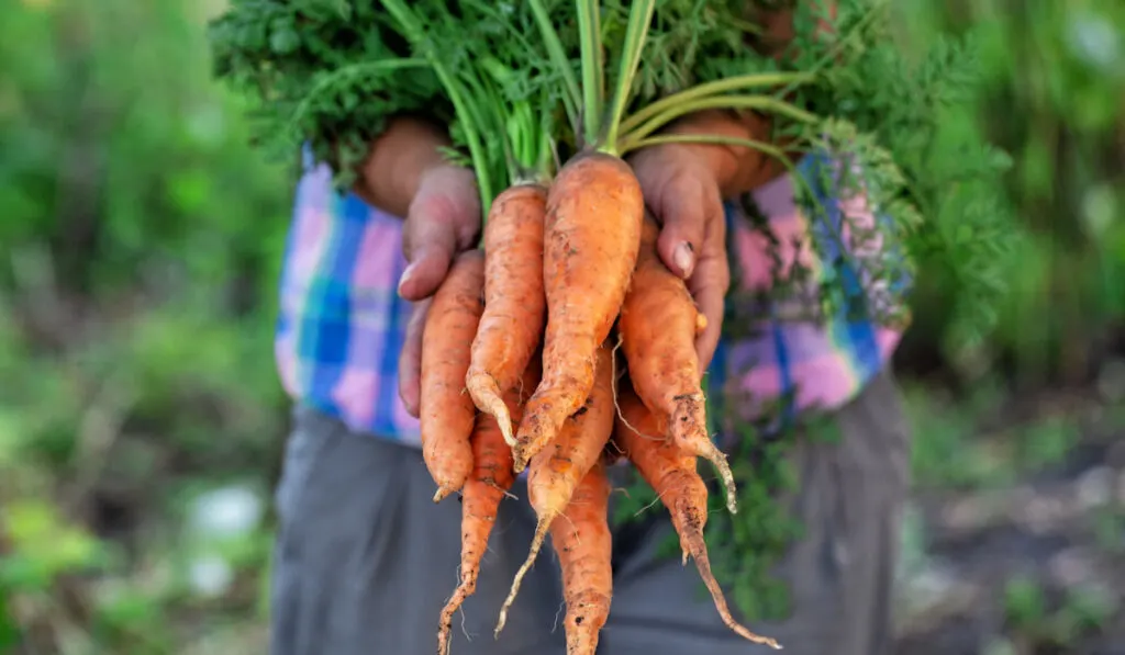 Fresh Carrot from garden in hands of woman farmer