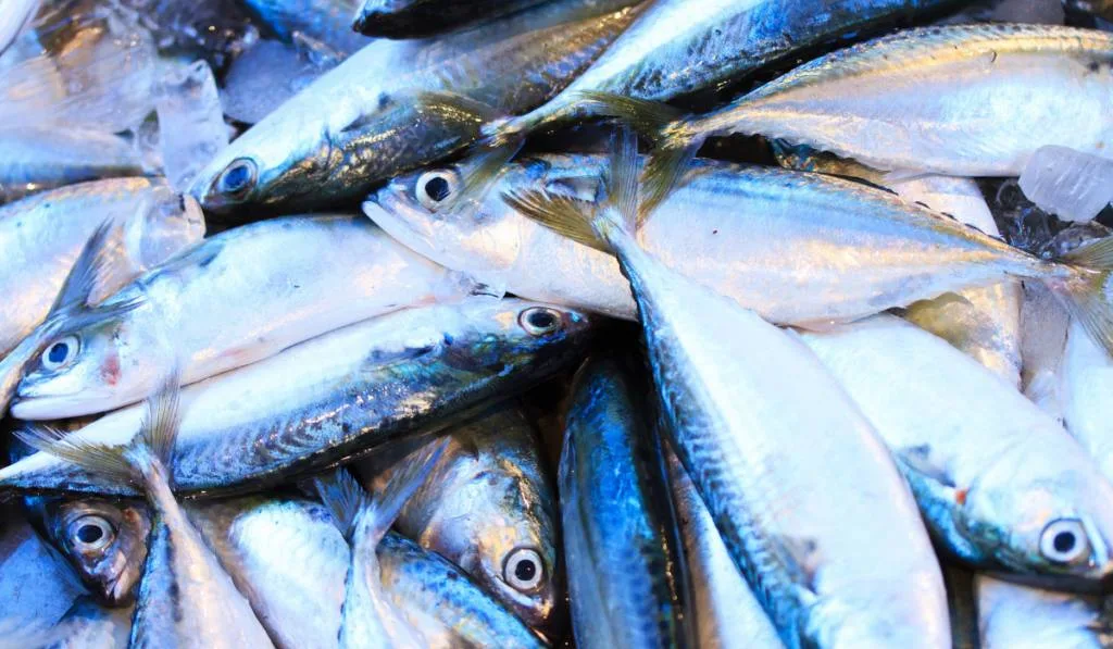 Fresh Fish on a Market
