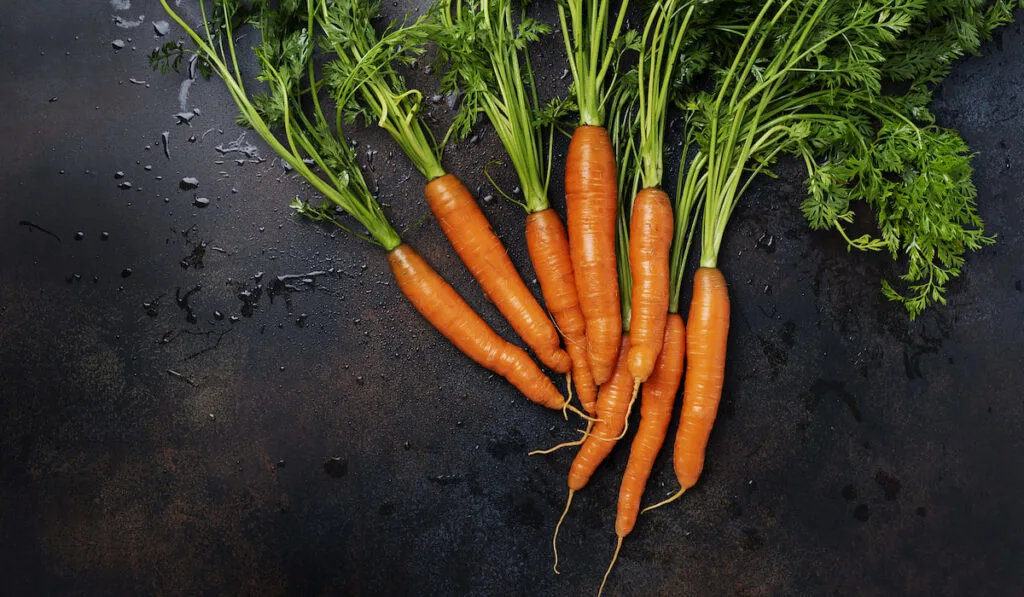 Fresh carrots with green leaves on black background 