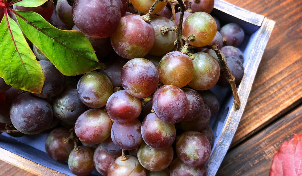 Fresh grapes on wooden box 