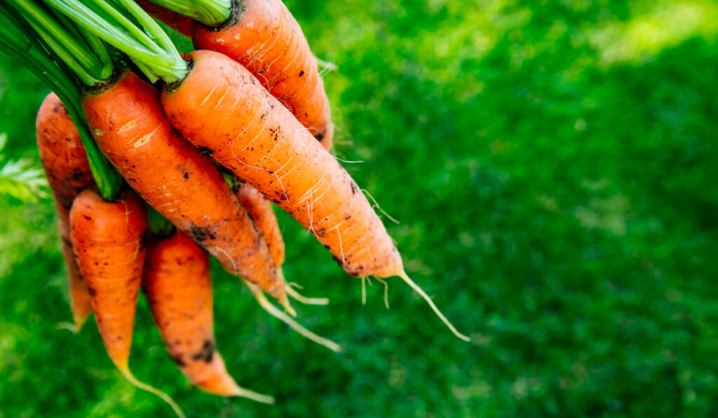 Fresh-organic-harvest-of-carrots-from-the-farm