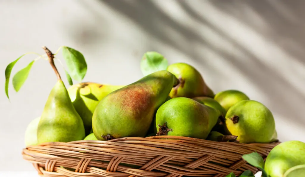 Fresh organic ripe pears with leaves in the wicker basket on gray background