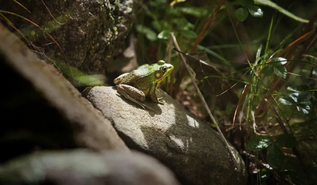 Frog On Rock In Forest 