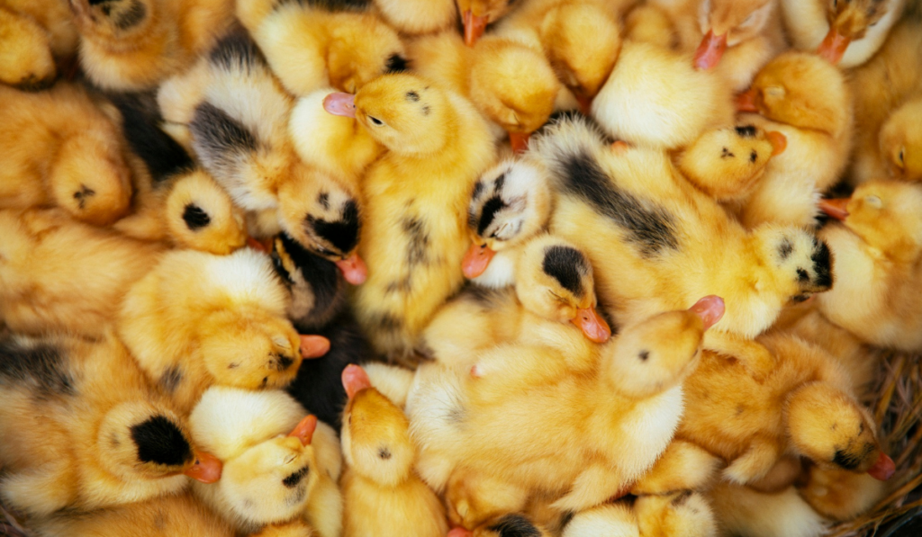 top view of cute ducklings