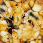 15 Must-have Items for Raising Ducklings
