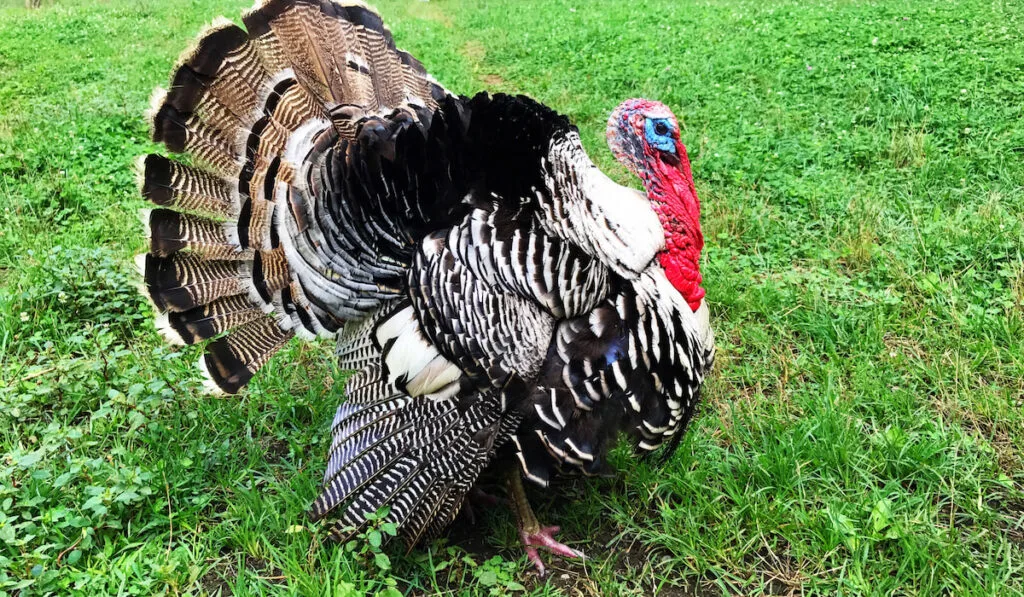 Full grown live Turkey walking through the farm