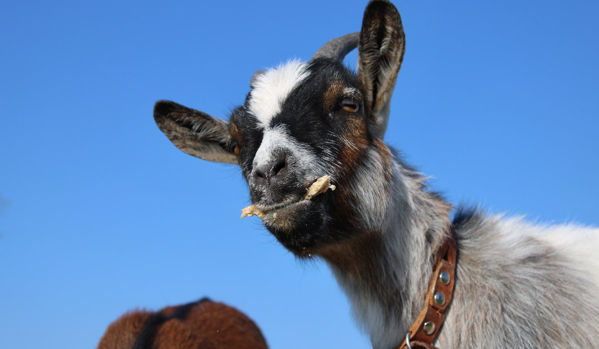 Can Goats Eat Bread? Farmhouse Guide