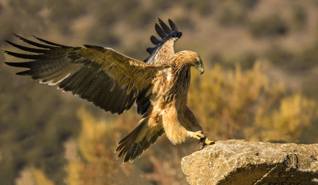 Furious wild eagle closeup