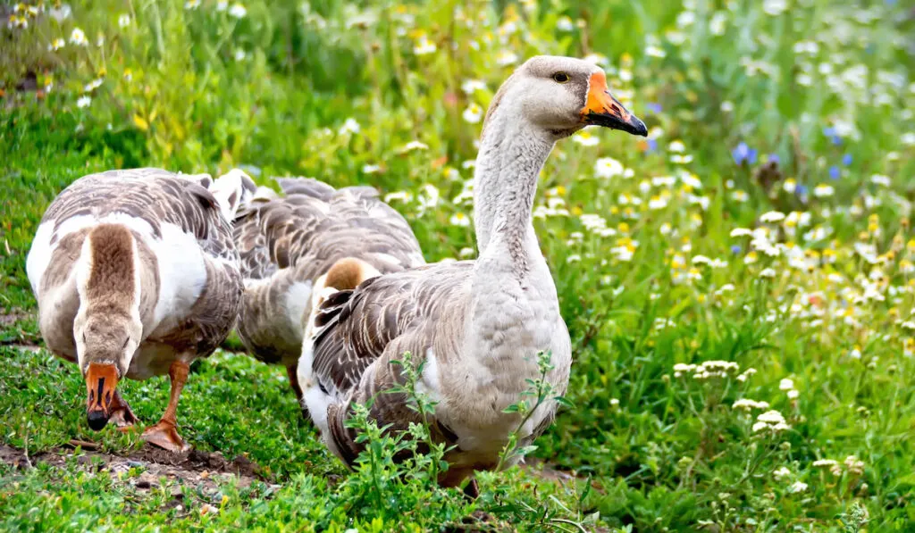 Geese gray on green grass 