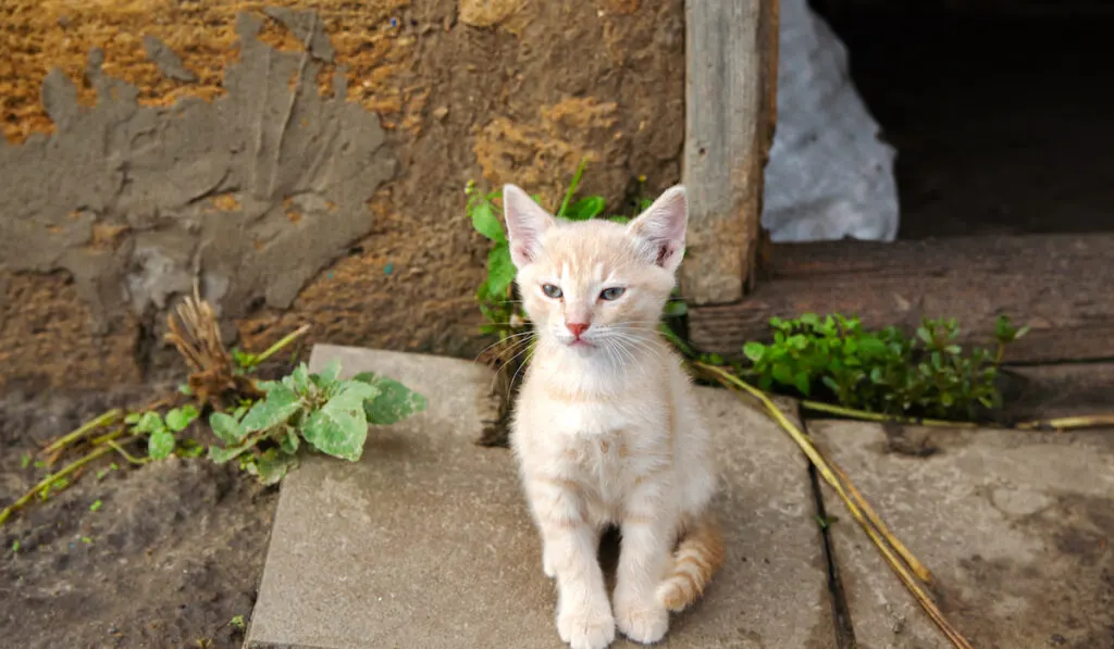 Ginger kitten sits in the barn doorway