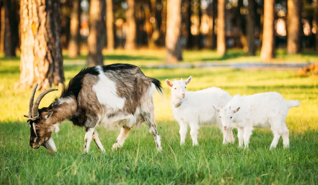 Goat And Two Kid Goat Grazing On Green Summer Grass 