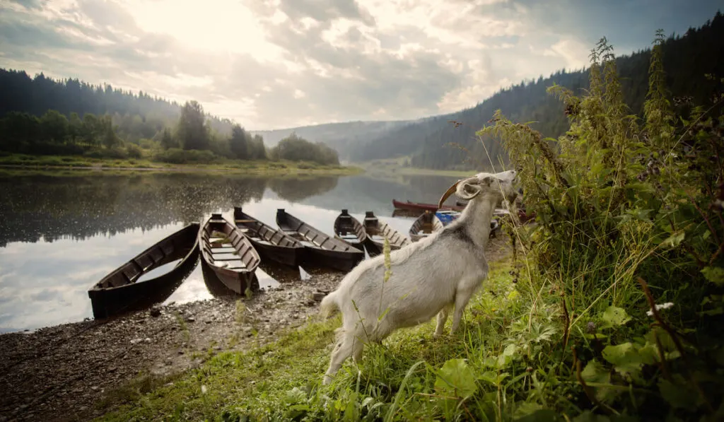 Goat Feeding On Plants near lake