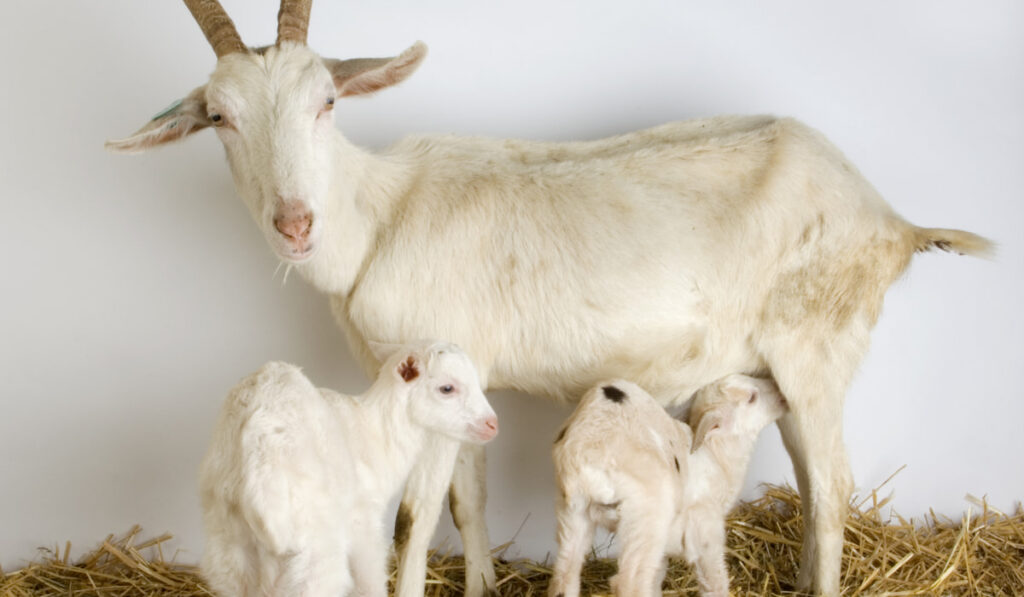 Goat and her kids standing over hay on white background 