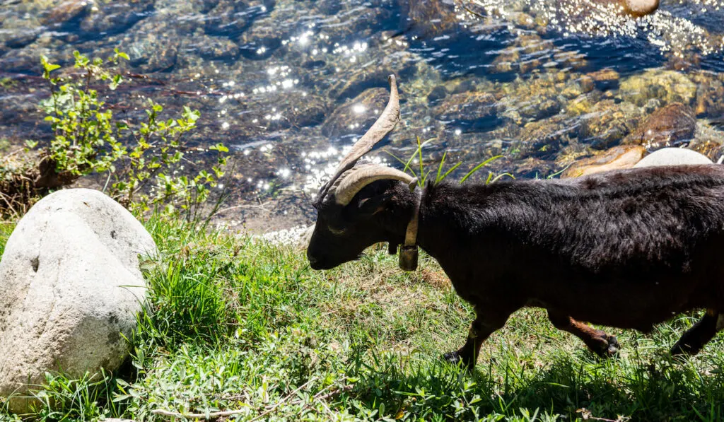 Goat grazing along the river bank