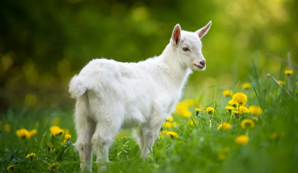 cute white young goat on sunflower fields