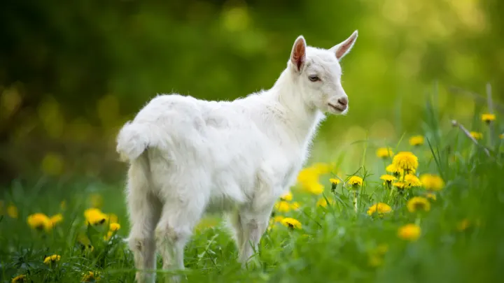 Goat-on-a-pasture