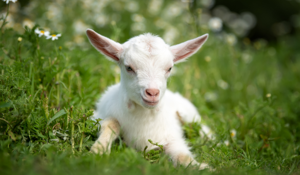 baby goat lying on grass
