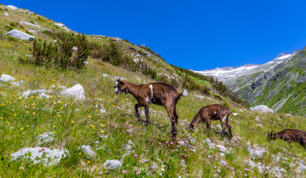 three brown goats in the mountain grazing
