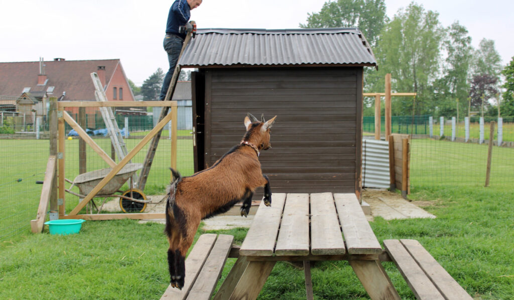 Goat watching her owner fixing the roof on her shed