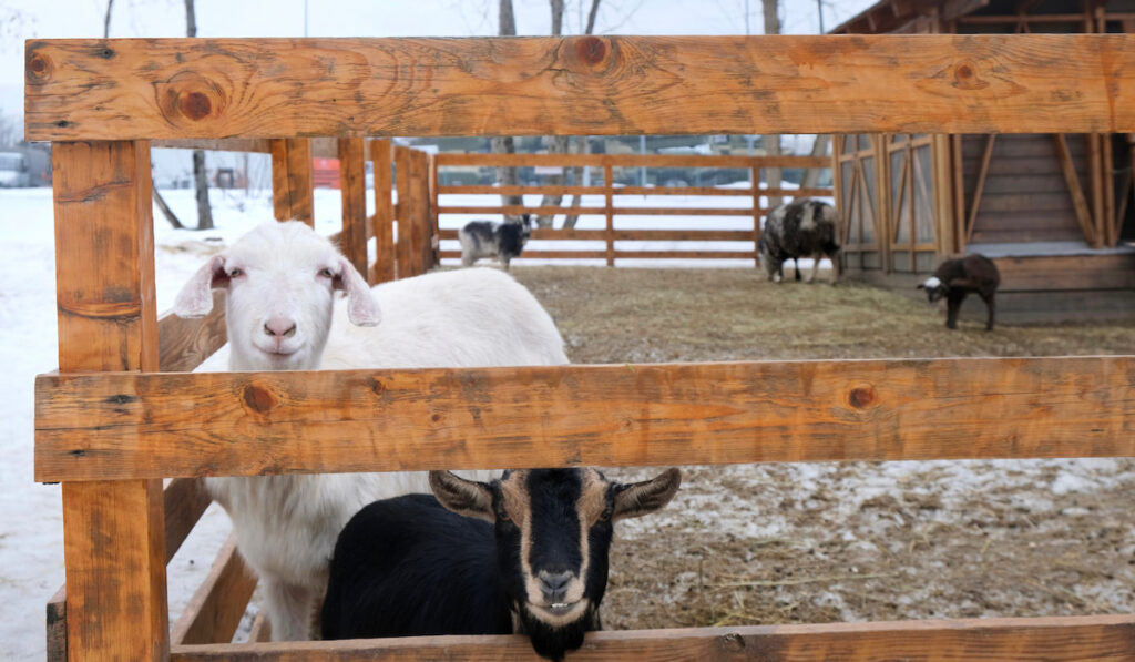 Goats and lambs together behind wooden fence