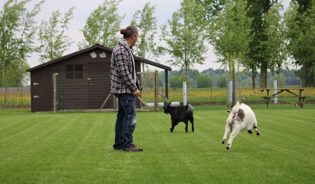 Goats having fun with their owner , goats jumping and playing outdoors in the grass