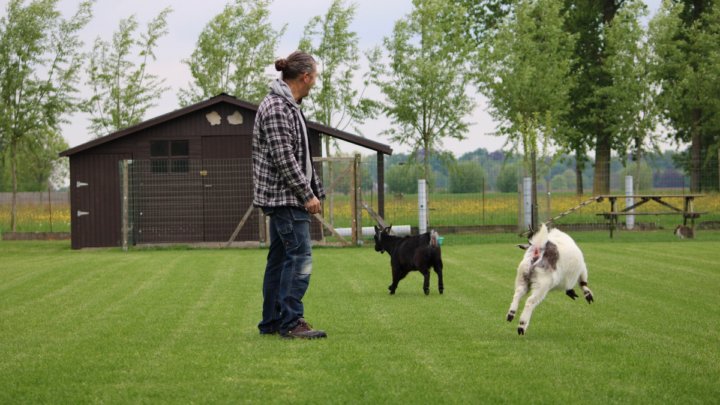 Goats-having-fun-with-their-owner-goats-jumping-and-playing-outdoors-in-the-grass