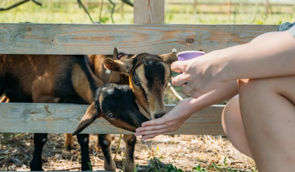 feeding goats