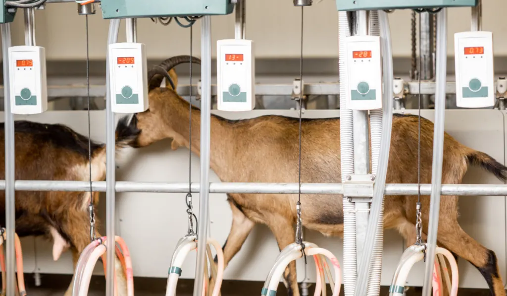 Goats walking on the milking line