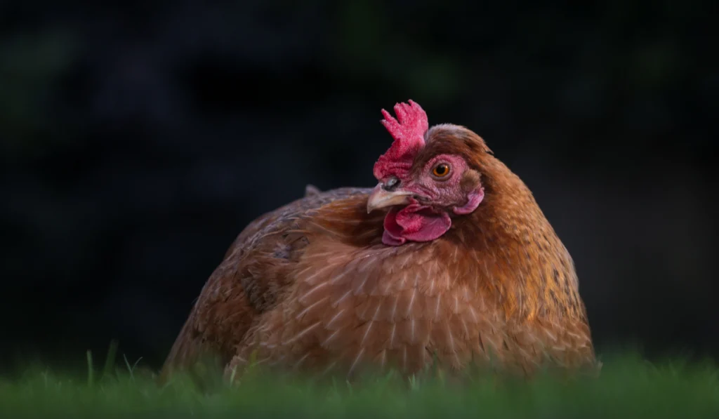 Golden Comet Chicken sitting in the field