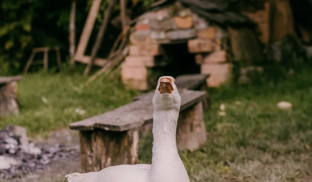 goose with a goose shelter in background