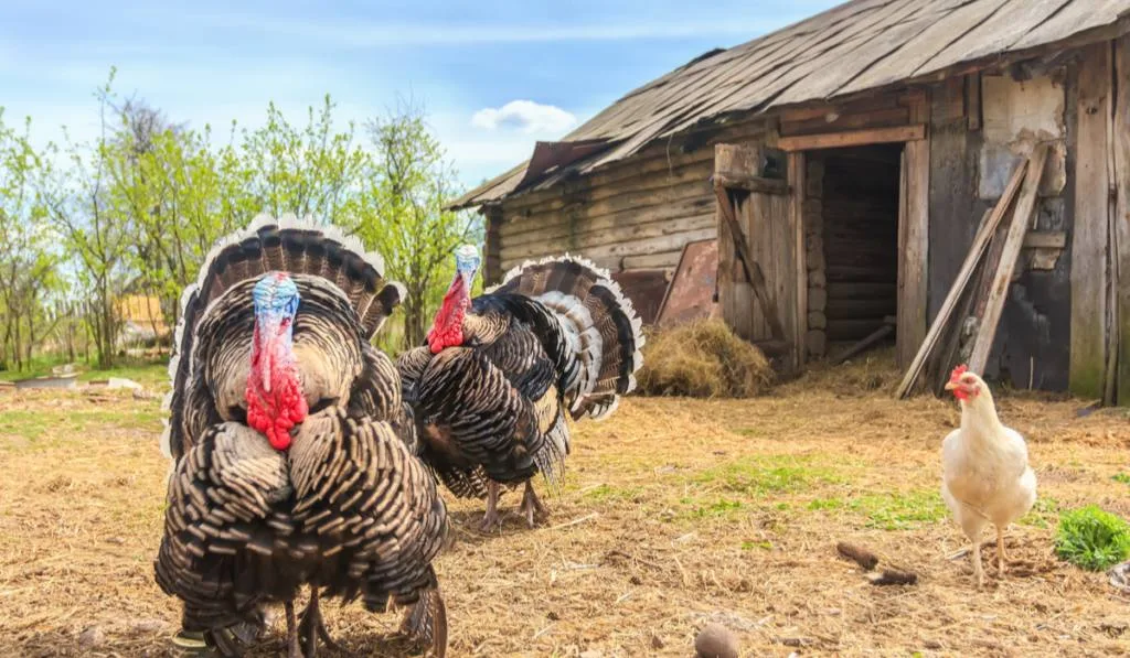 Gorgeous blown turkeys and hen outside the chicken coop
