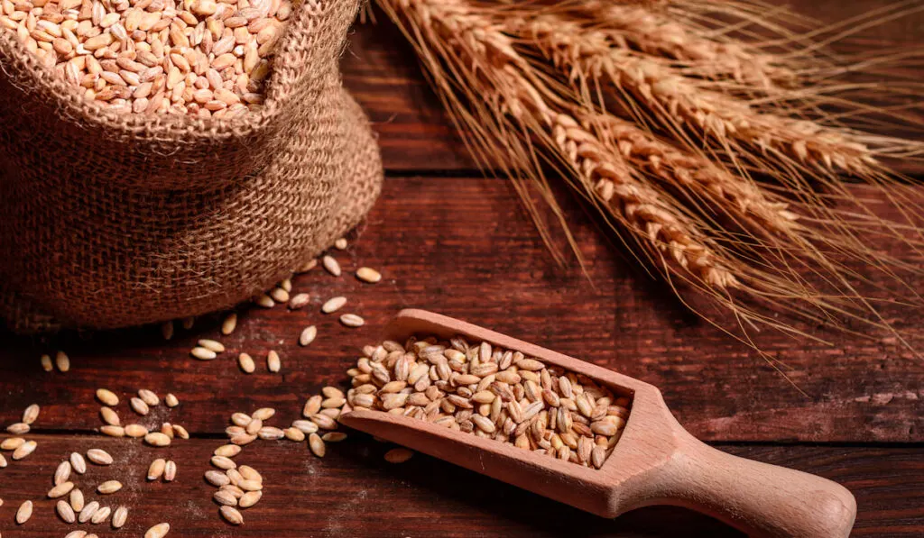 Grains of wheat in bags on wooden background