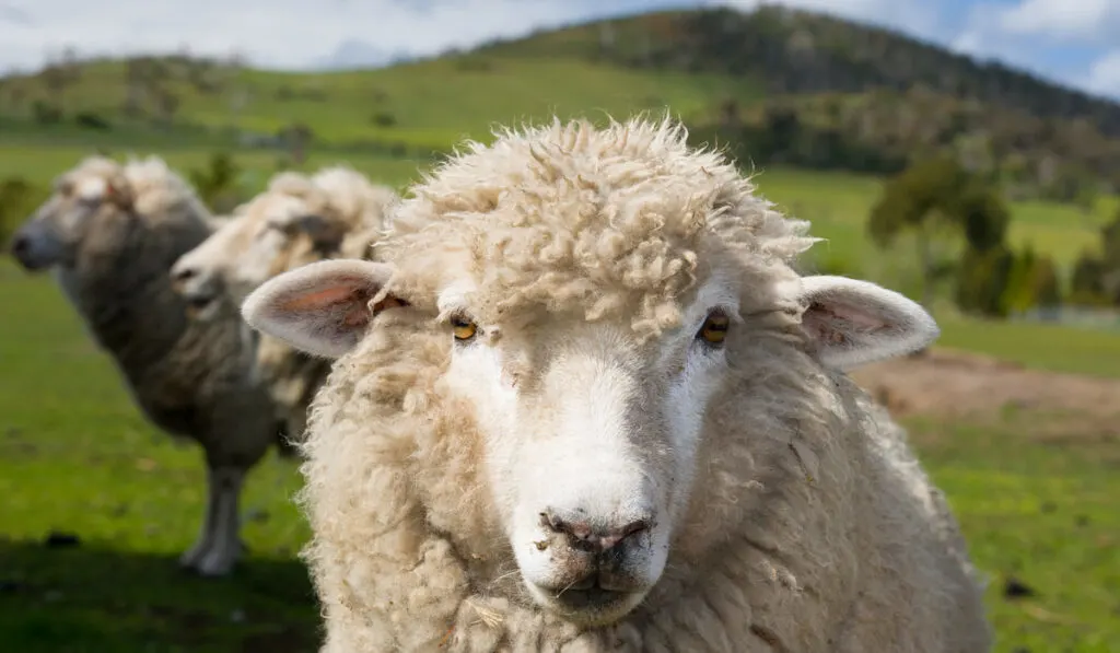 Grazing Sheep and two sheeps on the background