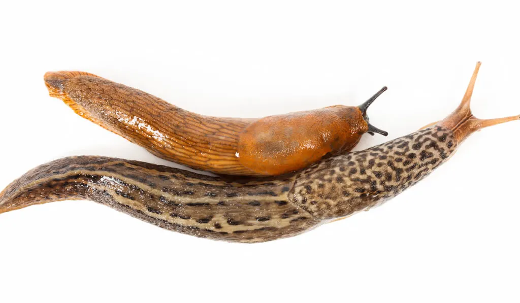 Great grey slug and Spanish slug on white background 