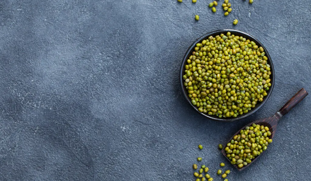 Green Moong on black bowl and scoop on shade of blue background 