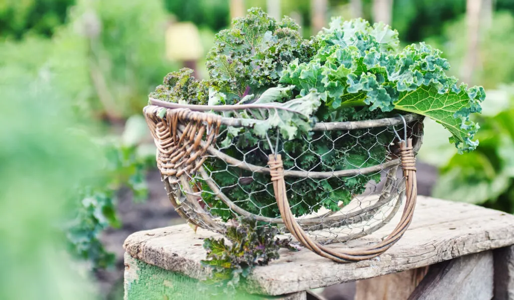 Kale in a basket