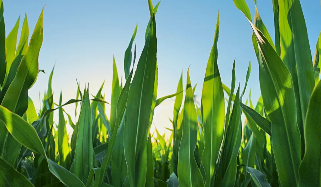 Green corn stalk at sunrise with a blue sky background