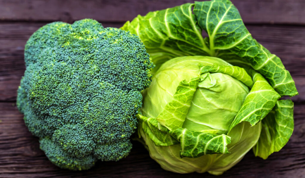 Green fresh broccoli and cabbage on wooden surface