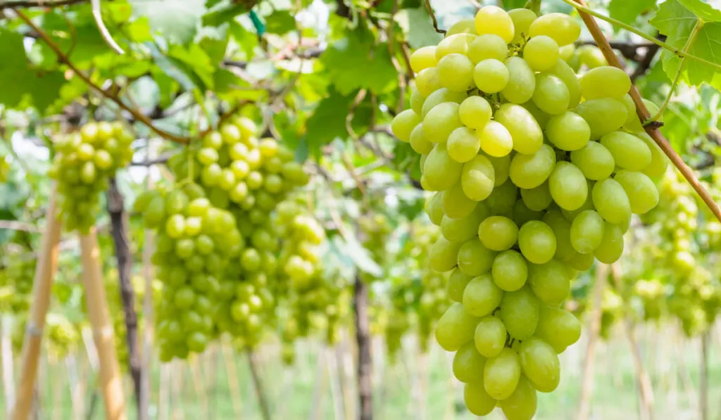 Green grapes in vineyard 