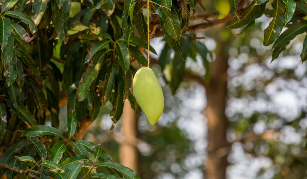 Green mango hanging on a tree, mango farm