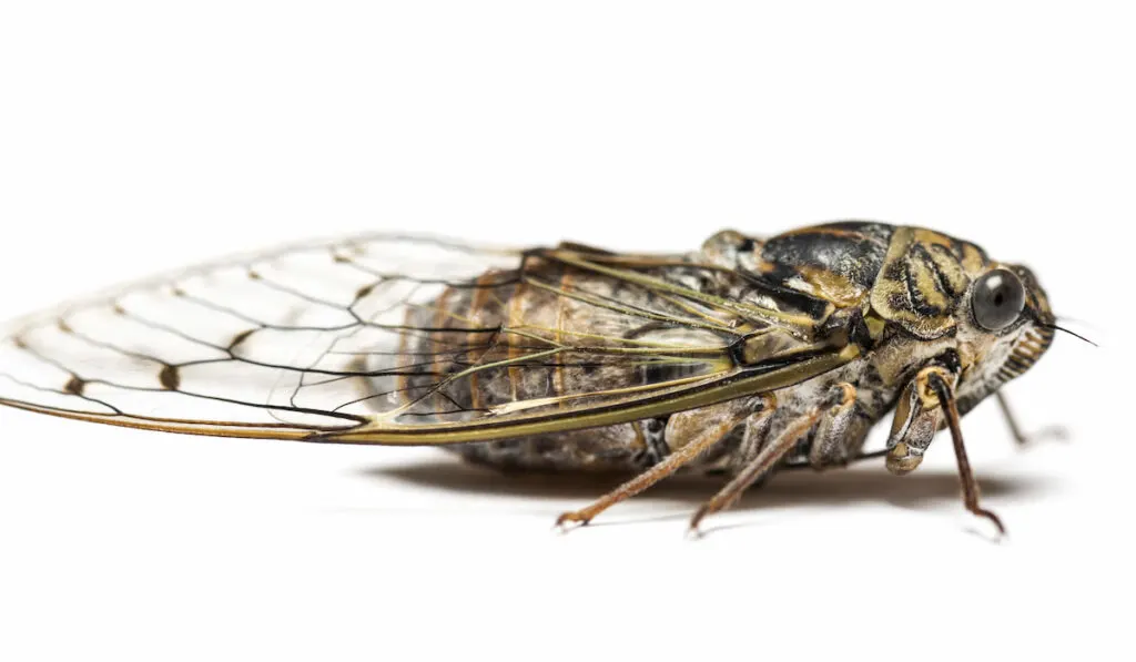 Grey Cicada, isolated on white background 