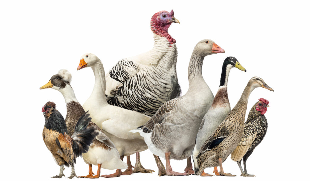 Group of Ducks, Geese and Chickens, isolated on white background