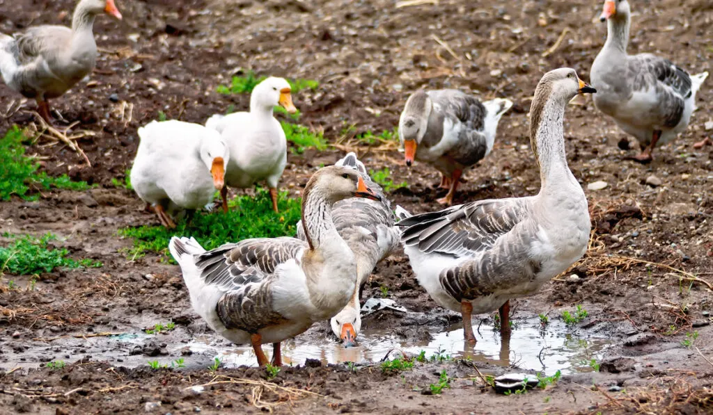 Group of Geese gray on groud