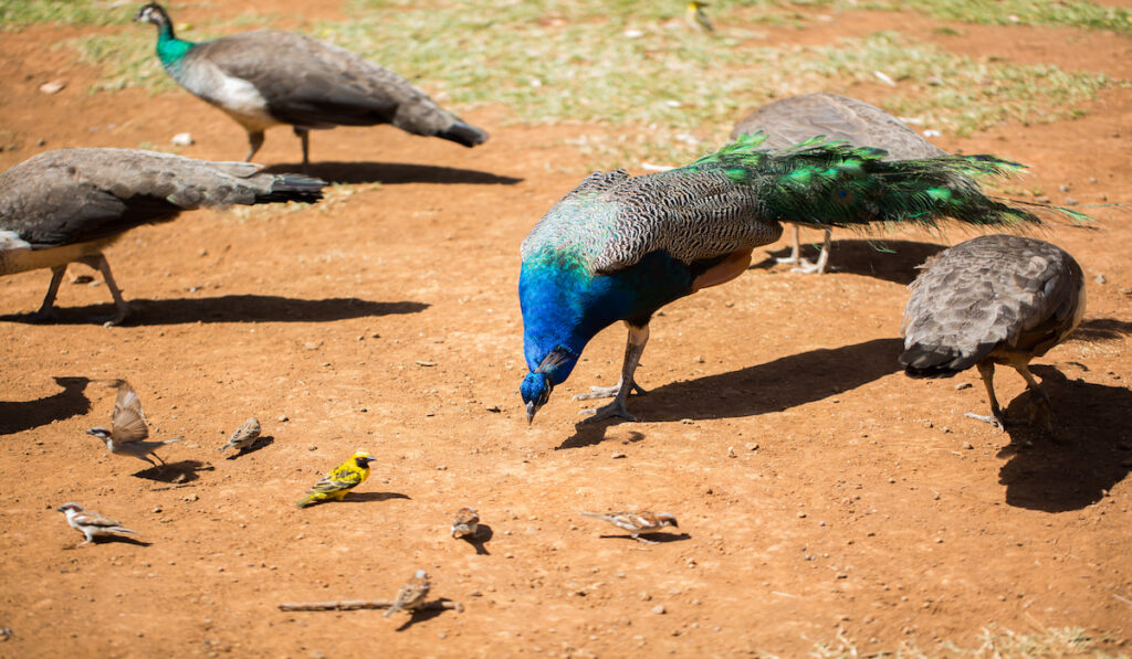 Group of beautiful peacocks looking for food on the ground 