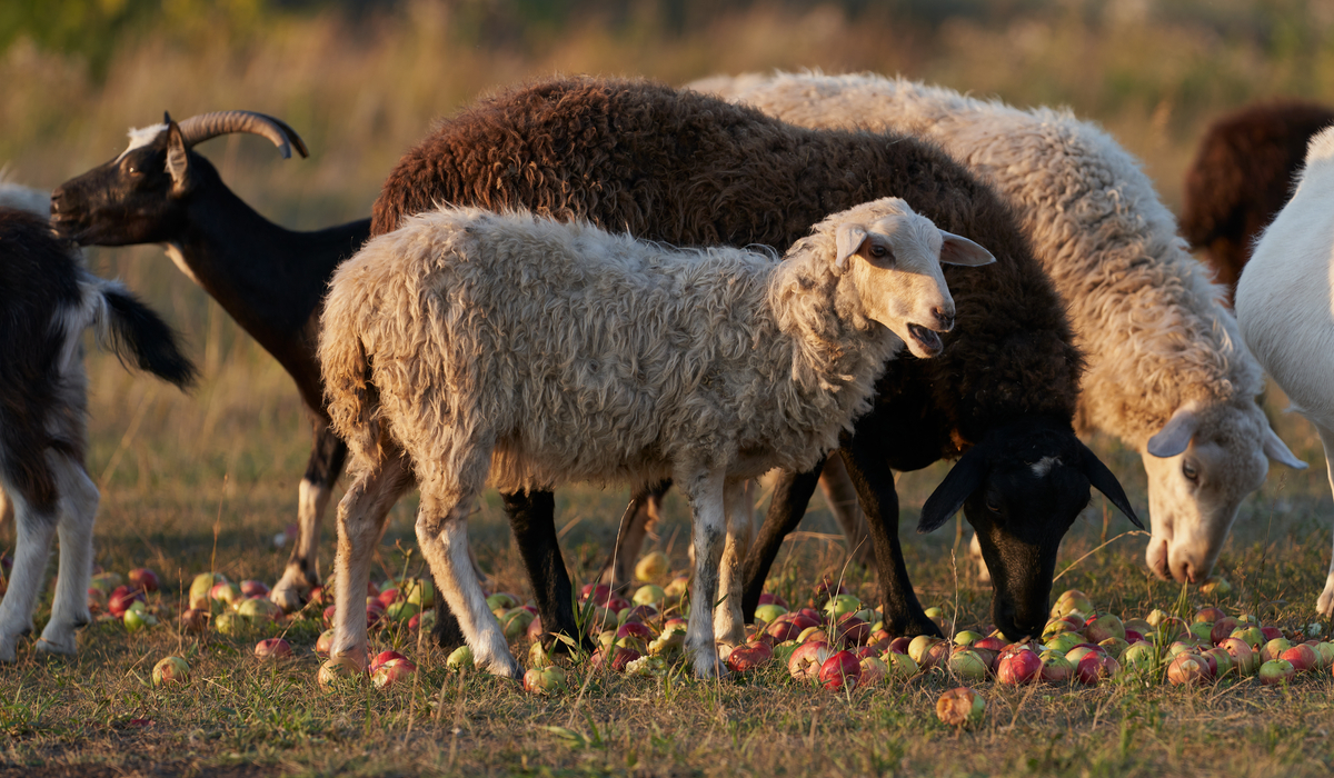 What Fruits Can Sheep Eat? Farmhouse Guide