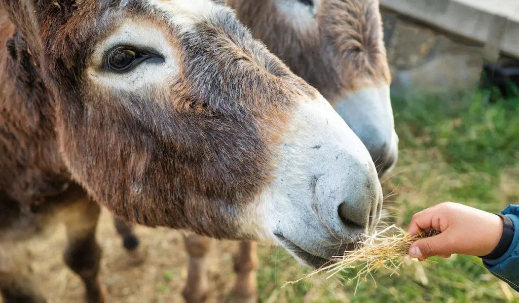 Hand of a child with hay for a donkey